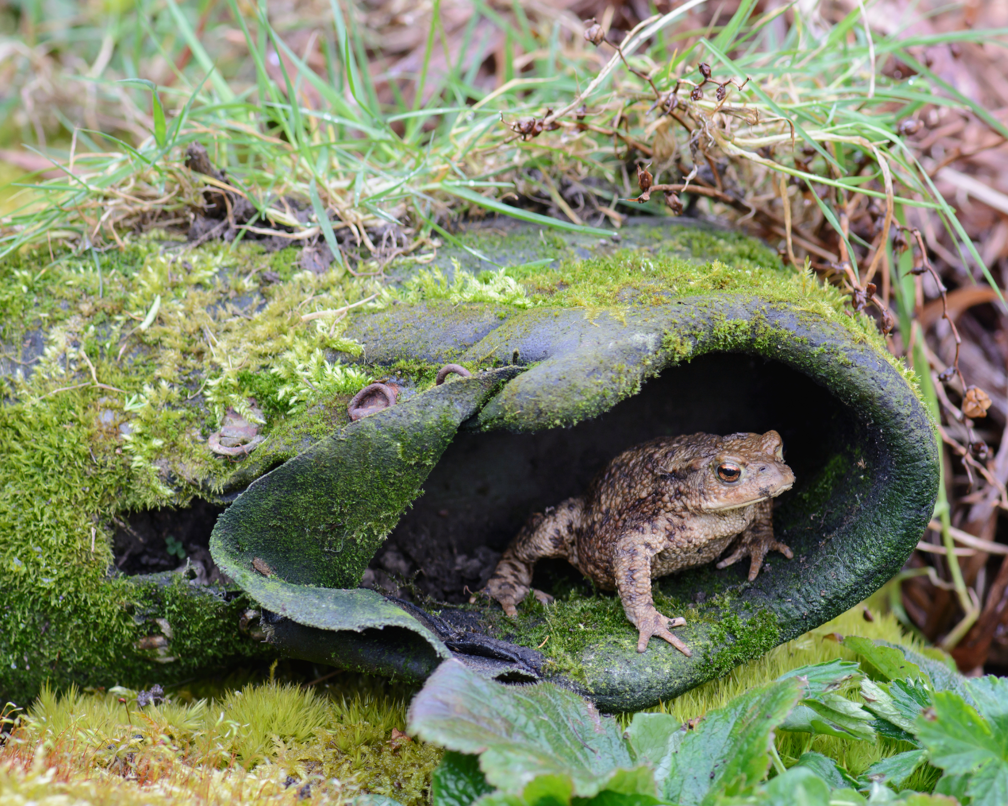 toad sheltering in an old boot, natural garden pest control