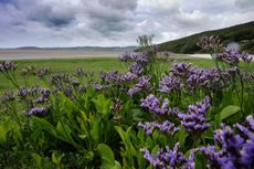 Sea Lavender - Looking across Morecambe Bay