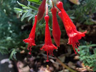 California Fuchsia Epilobium Canum Seeds