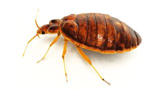 Lifelike 3D rendering of a bedbug.