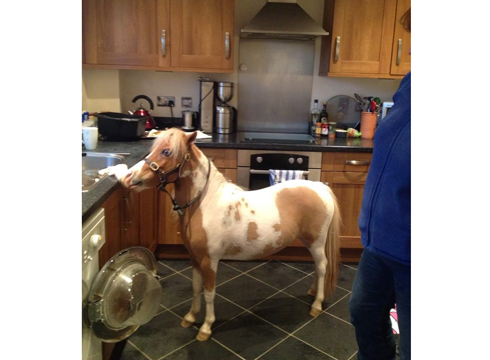 House trained: Monet helps out in the kitchen