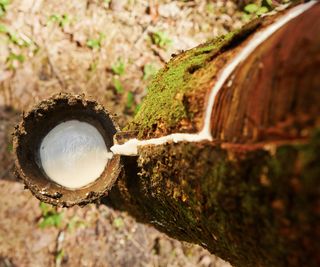 Tapping latex (rubber sap) from a tree in Sri Lanka. White latex flows out of a rubber tree into a collecting cup