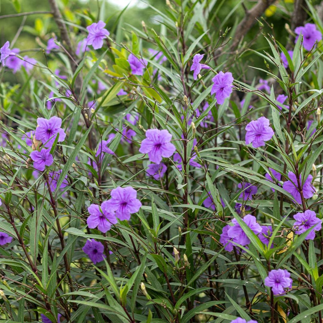 Swathe Planting — A High-Impact Flower Bed Trend to Try | Livingetc