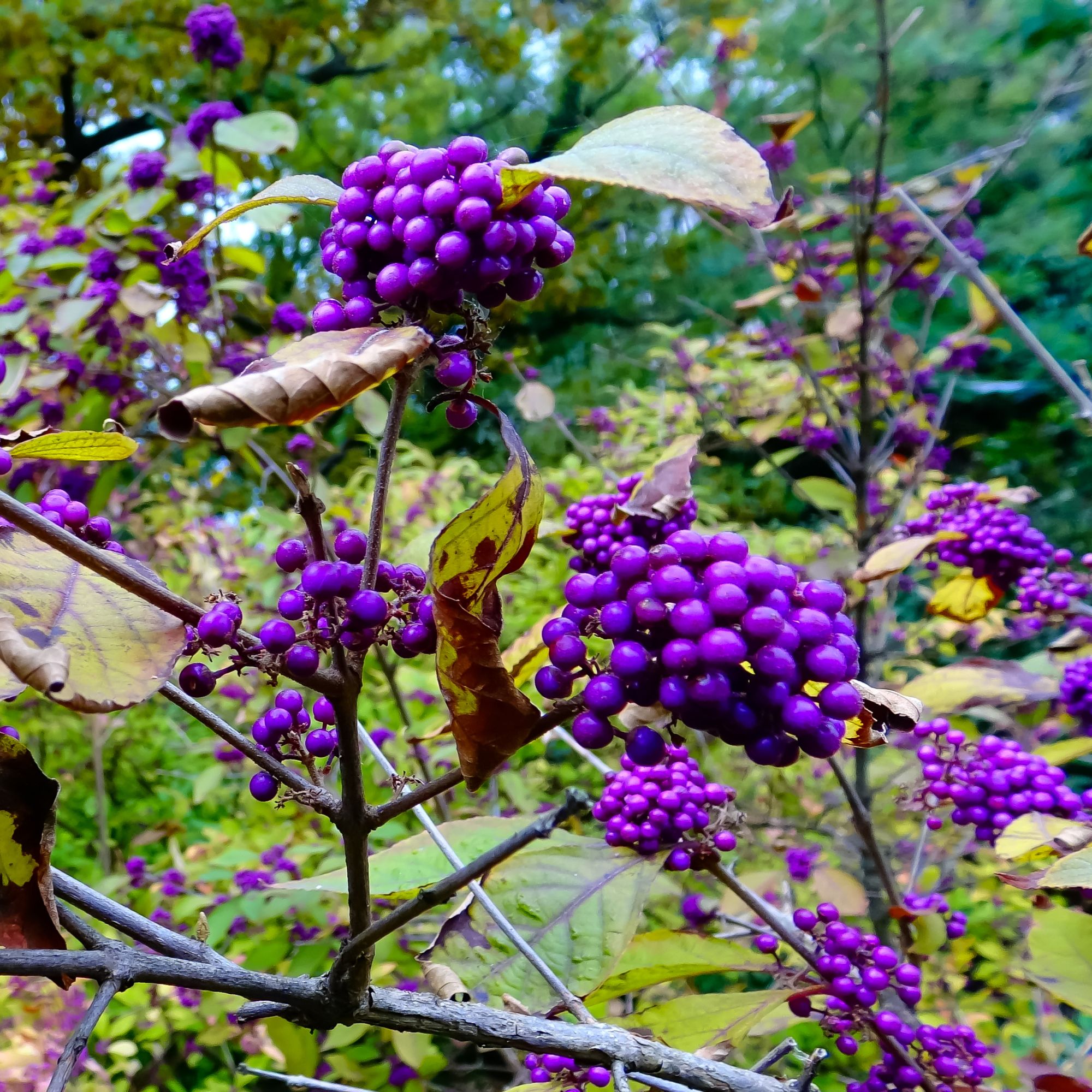 Callicarpa or beautyberries growing in garden