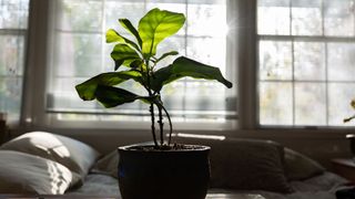 picture of a fiddle leaf fig plant in room