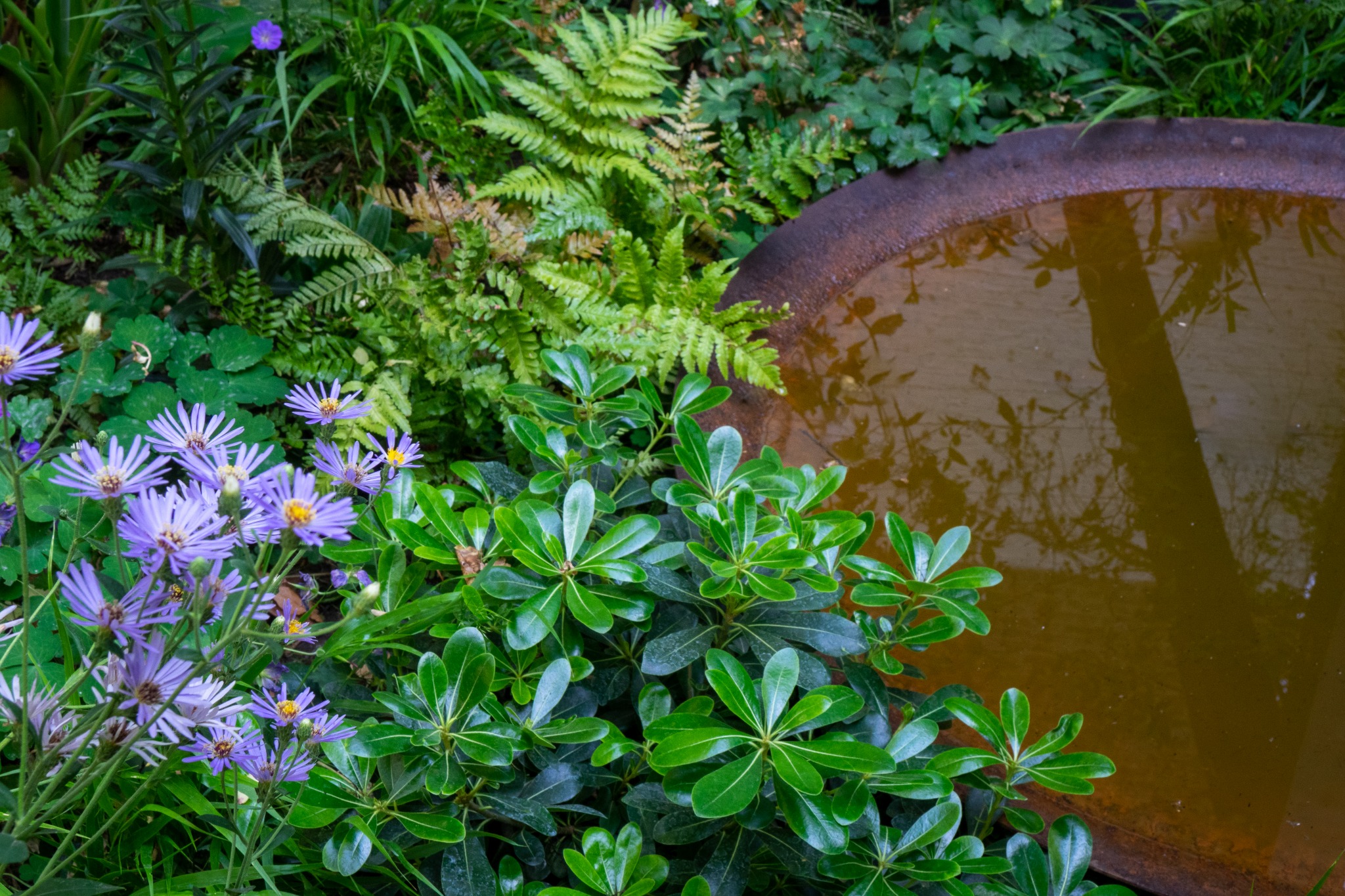 ferns and foliage around a water feature