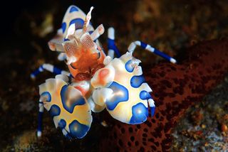 The colorful harlequin shrimp.