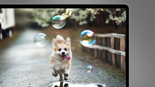 A corgi dog running through a puddle below bubbles