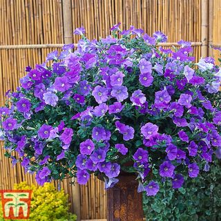 purple petunias in a summer hanging basket