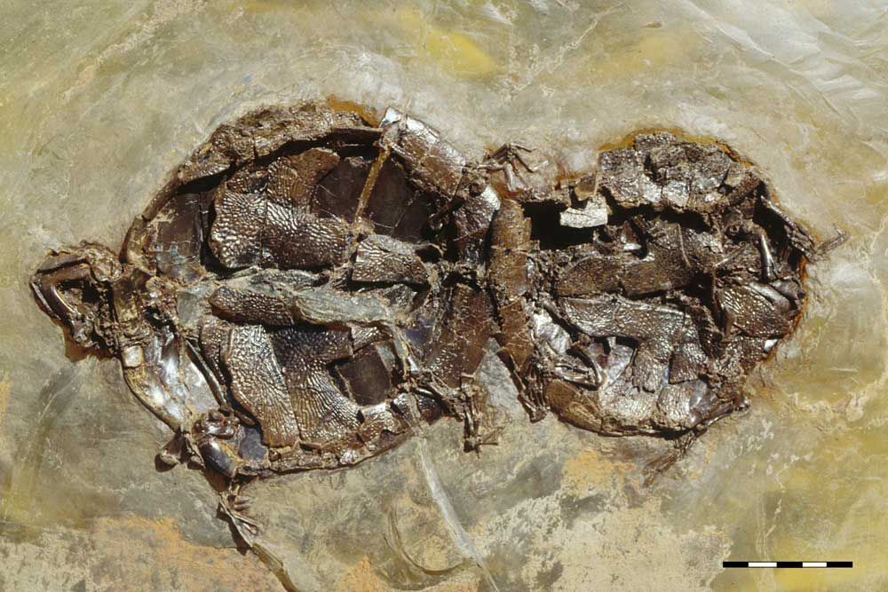 turtles fossilized in mating position