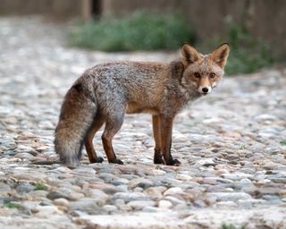 wild fox in garden