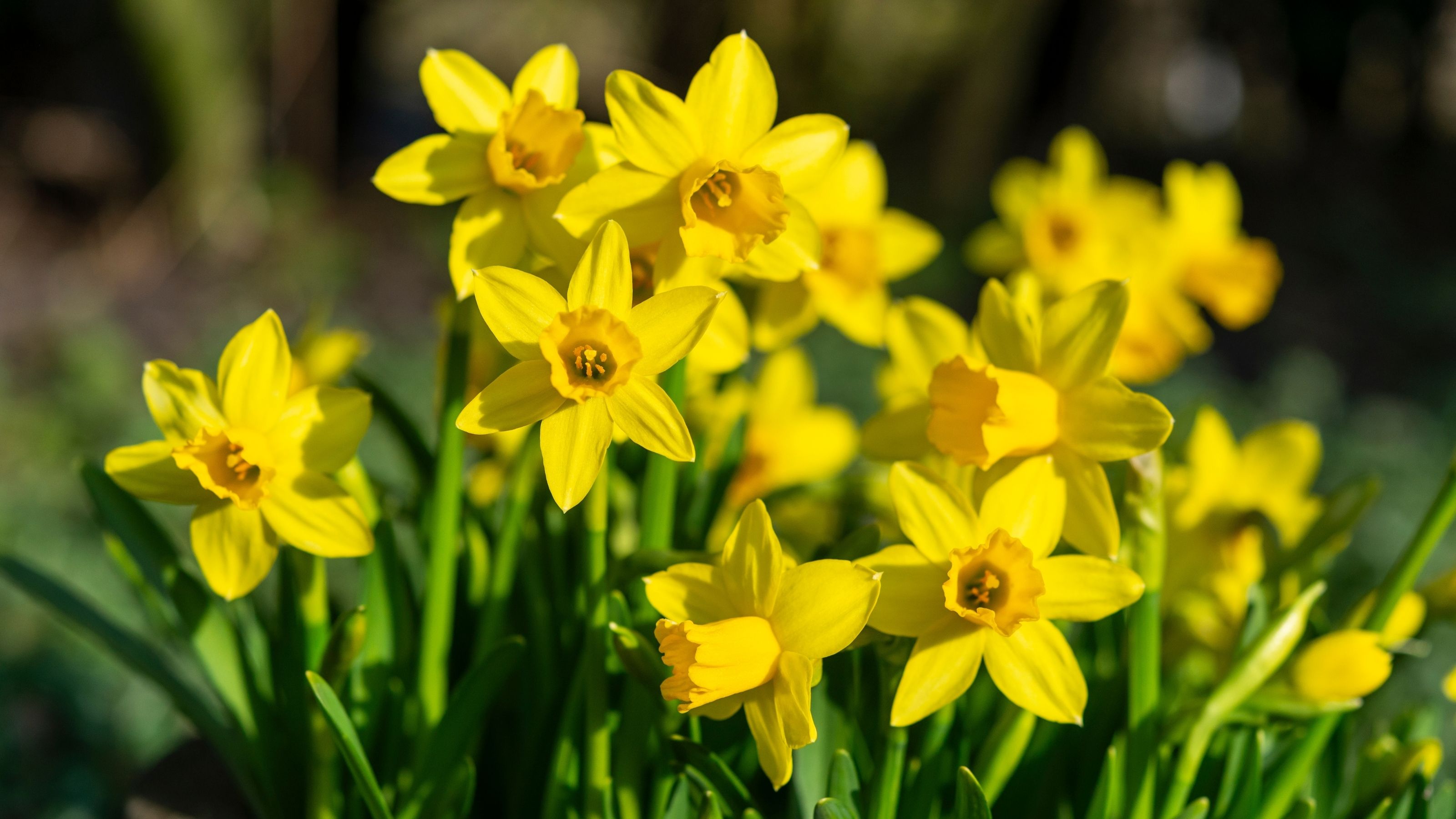 Tete-a-tete daffodils growing in garden