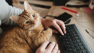 Cat lying beside keyboard