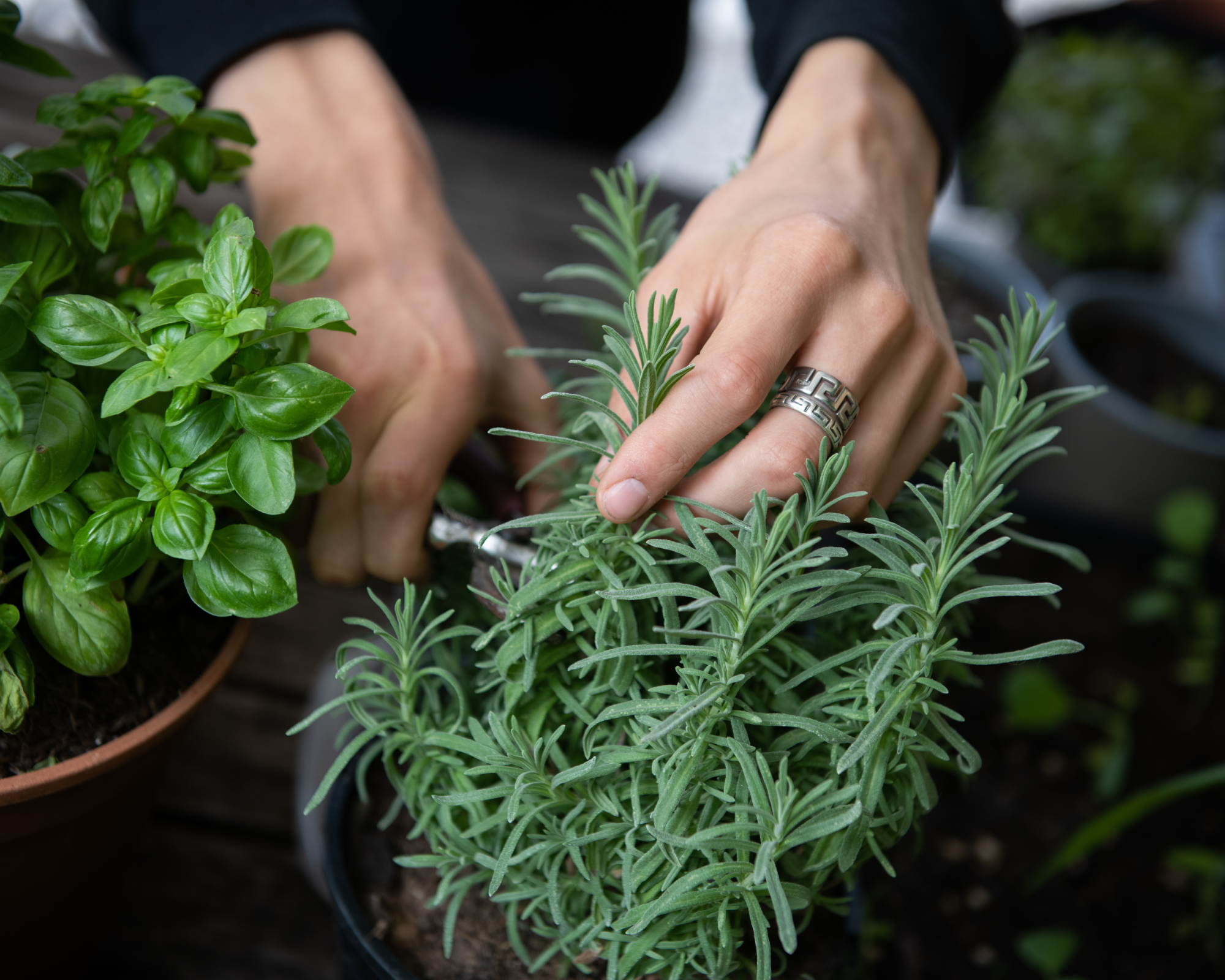 Gardener harvesting rosemary from herb garden