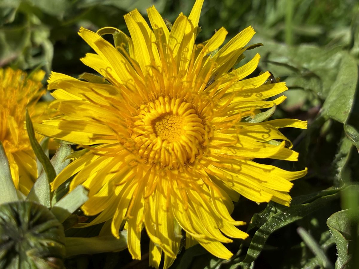 Apple iPhone 16e macro sample.