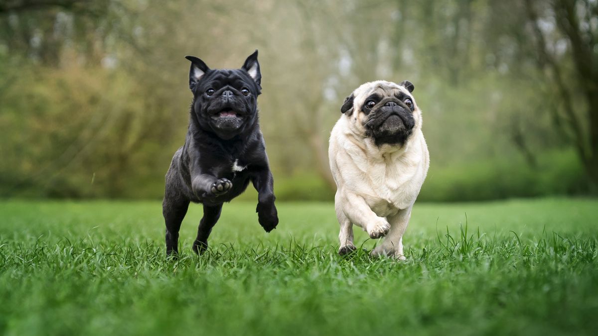 Two pugs running on grass