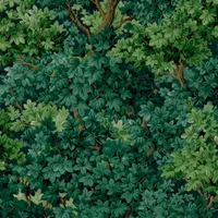 Coppice Forrest Wallpaper, Graham &amp; Brown