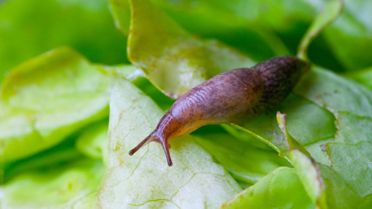 Slug eating lettuce