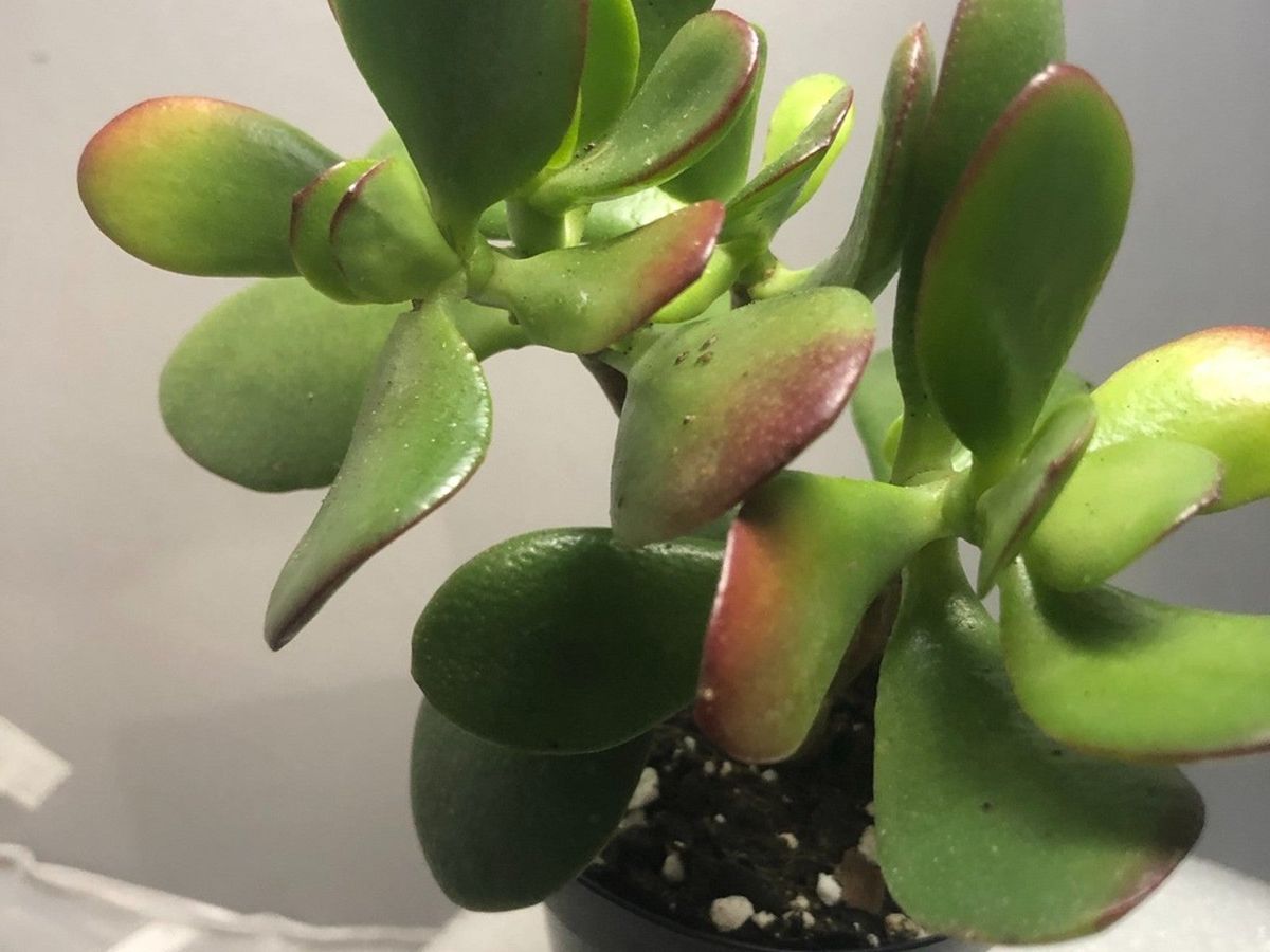 Jade Is Getting Red: Why A Jade Plant Has Red Tips | Gardening Know How