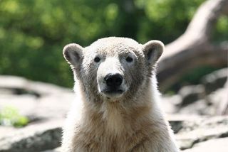 Knut at the Berlin Zoo
