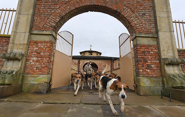 The location of the Belvoir kennels is enviable, with no busy road to put up with, just a long private drive into the park