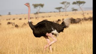 An ostrich walking through grass