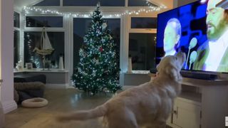 Hugo the dog sings White Christmas in front of the T.V.