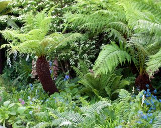 ferns in flowerbed