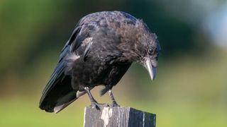 Scientists recently found that crows are capable of grasping a complex cognitive principle known as recursion. 