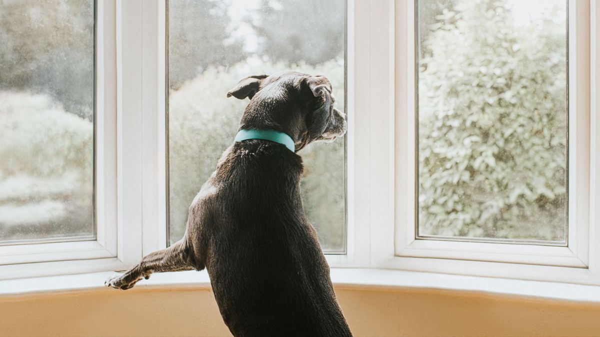 Dog looking out of the window