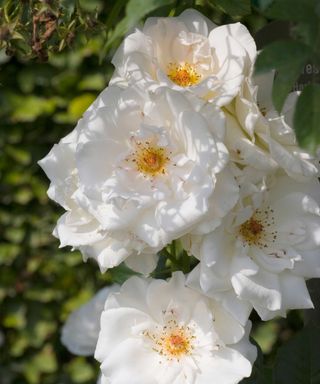 fragrant rose Rosa ‘Margaret Merril’