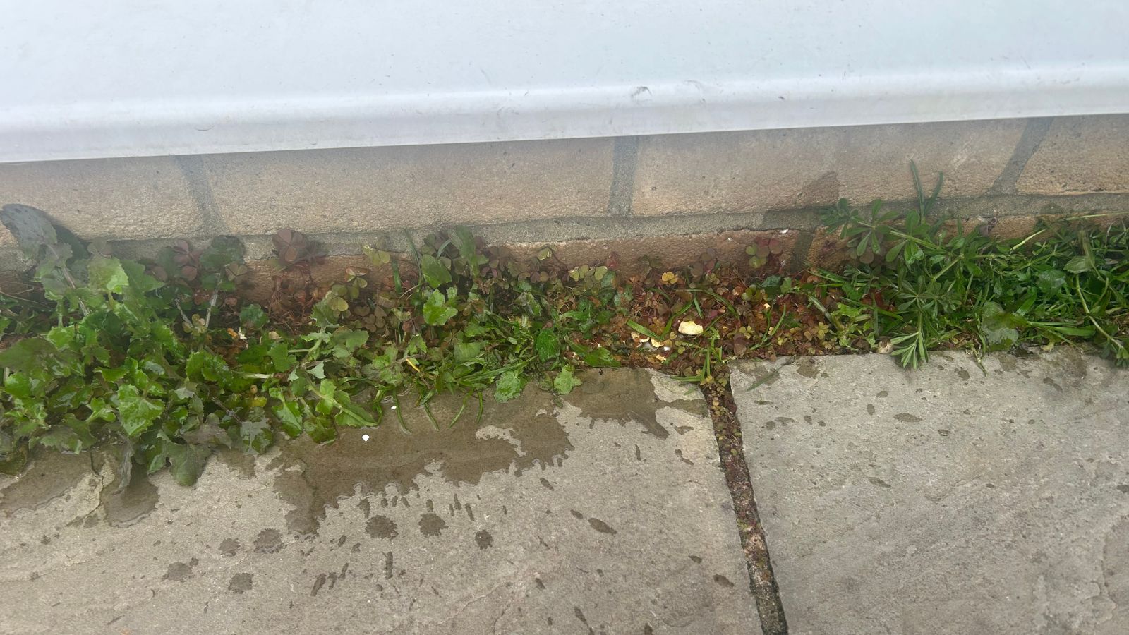 Weeds underneath French doors with boiling water poured on them