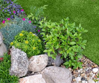 ornamental rock garden in a border