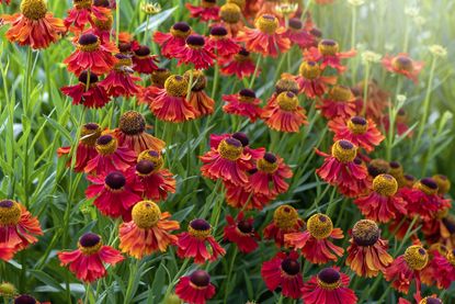 The Chelsea chop: vibrant orange, summer flowers of Helenium