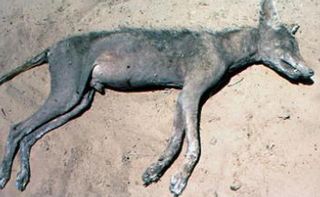 Coyotes suffering from severe cases of mange, like this one, may be the real chupacabras.