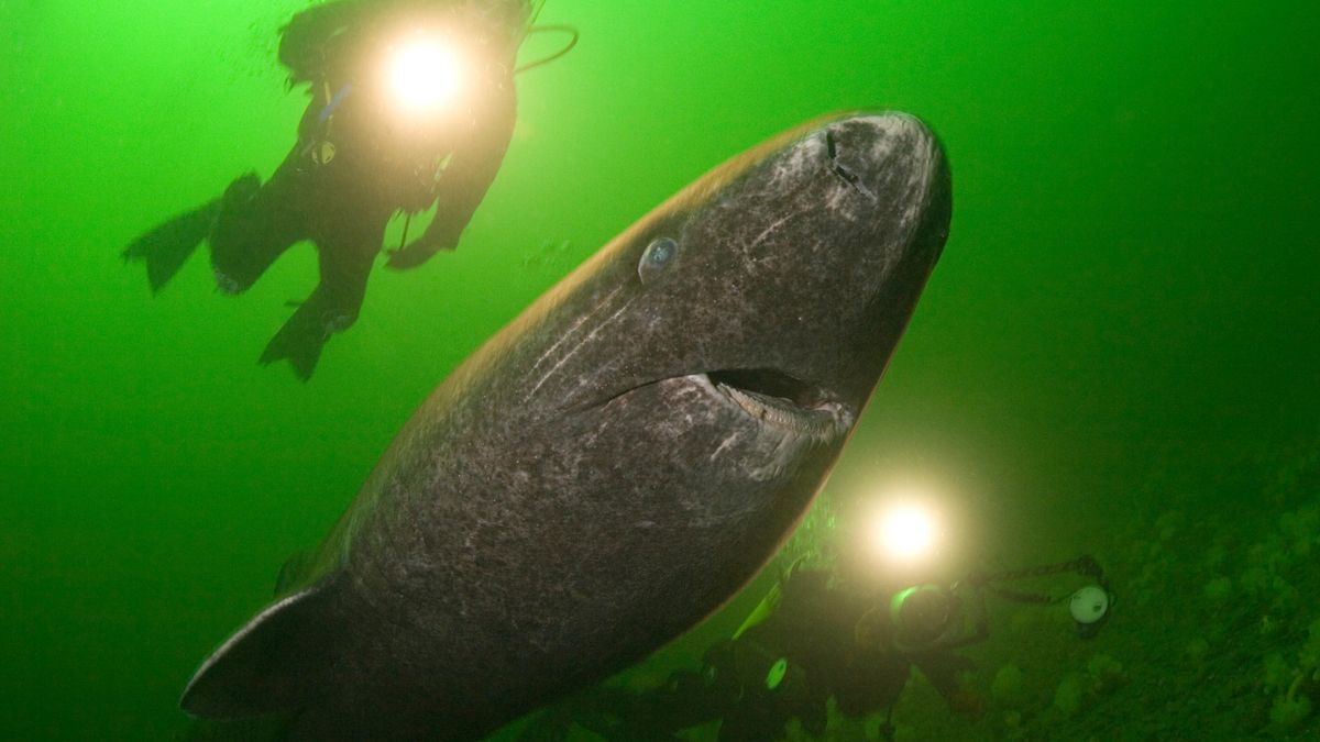 Greenland shark or Greenland sleeper shark, Somniosus microcephalus and divers, St. Lawrence River estuary, Canada, (shark was wild &amp; unrestrained )