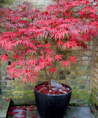 acer with red leaves in a pot on a patio