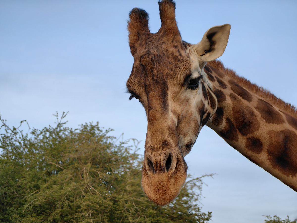 A photo taken on the Huawei P60 Pro's periscope camera