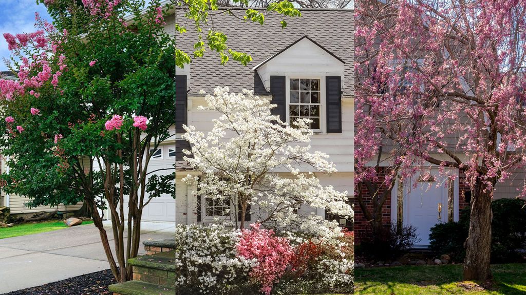 Best trees to plant close to a house 9 ideas Homes & Gardens