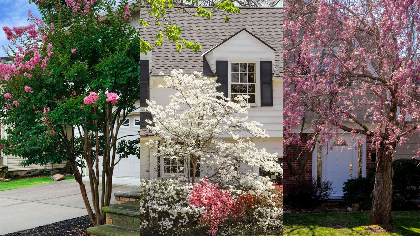 Best trees to plant close to a house: 9 ideas