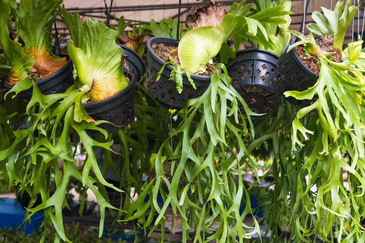 Staghorn Ferns In Potted Black Baskets