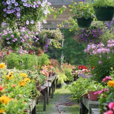 garden centre with plants on racks