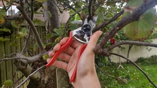 pruning mistakes: Felco 6 pruning shears, cutting a tree branch