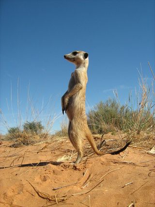 Wild meerkats living in the Kalahari Desert, South Africa, can recognize group members from their voices.