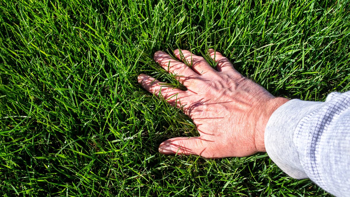 How to make your lawn thicker in 7 simple steps