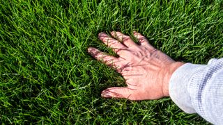 Someone's hand feeling the grass