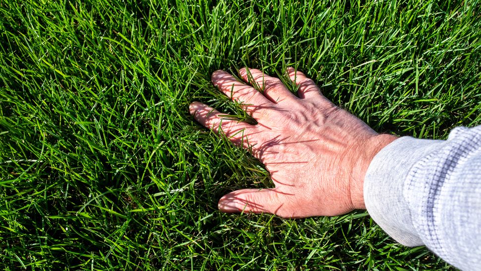 How to make your lawn thicker in 7 simple steps Tom's Guide