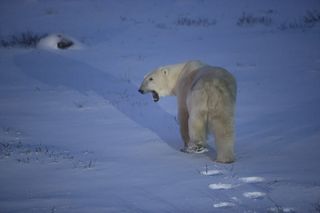 google street view, polar bears