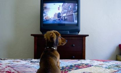 Television has been too focused on its human audience; a new dog channel will change that. 
