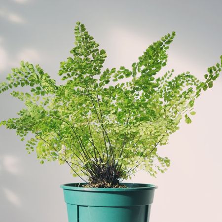 A potted southern maidenhair fern